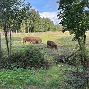 046 Wel mooie beesten hoor